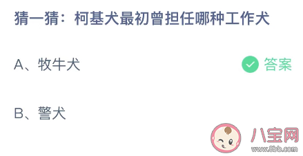 柯基犬最初曾担任哪种工作犬 蚂蚁庄园11月23日答案介绍