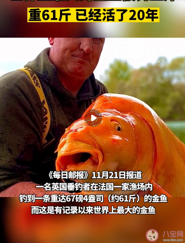 世界最大金鱼被钓上岸已活20年 金鱼寿命最长是多少年 世界最大金鱼被钓上岸已活20年 金鱼寿命最长是多少年