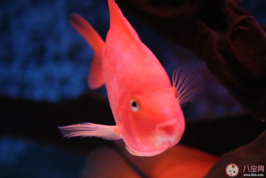 世界最大金鱼被钓上岸已活20年 金鱼寿命最长是多少年 世界最大金鱼被钓上岸已活20年 金鱼寿命最长是多少年