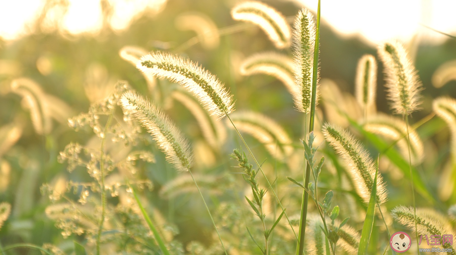 蚂蚁庄园成语良莠不齐中的莠指的是什么 11月24日答案 蚂蚁庄园成语良莠不齐中的莠指的是什么 11月24日答案
