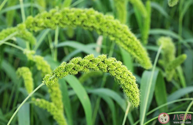 蚂蚁庄园成语良莠不齐中的莠指的是什么 11月24日答案 蚂蚁庄园成语良莠不齐中的莠指的是什么 11月24日答案