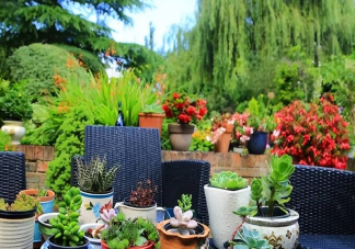 养花种菜更能预防慢性病吗 养花种菜对身体有什么好处