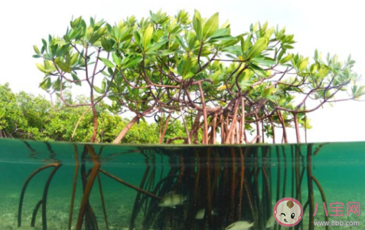 以下哪个地方率先出台了我国首部专门保护红树林资源的地方条例 神奇海洋11月24日答案 以下哪个地方率先出台了我国首部专门保护红树林资源的地方条例 神奇海洋11月24日答案