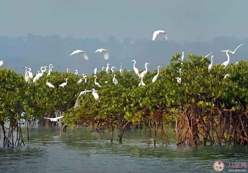 蚂蚁森林哪个地方率先出台了我国首部专门保护红树林资源的地方条例 神奇海洋11月24日答案
