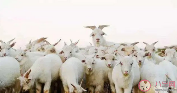 做一件羊绒大衣要薅多少只小山羊 为什么羊绒大衣这么贵 做一件羊绒大衣要薅多少只小山羊 为什么羊绒大衣这么贵