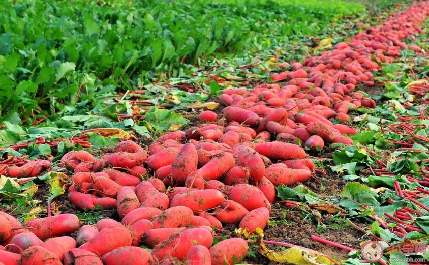 万吨蔬菜滞销客户来不了供应链断裂 蔬菜滞销是什么原因 万吨蔬菜滞销客户来不了供应链断裂 蔬菜滞销是什么原因