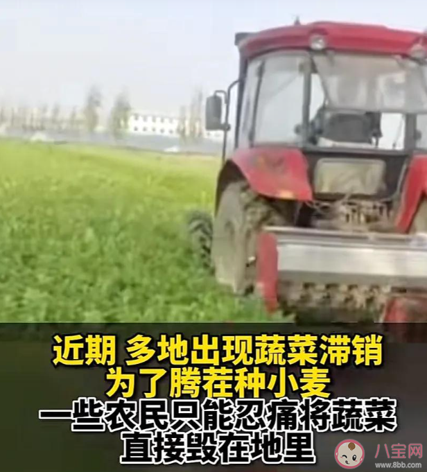 万吨蔬菜滞销客户来不了供应链断裂 蔬菜滞销是什么原因 万吨蔬菜滞销客户来不了供应链断裂 蔬菜滞销是什么原因