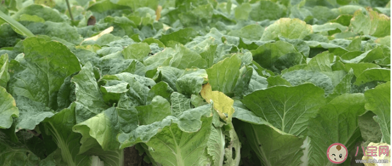 万吨蔬菜滞销客户来不了供应链断裂 蔬菜滞销是什么原因 万吨蔬菜滞销客户来不了供应链断裂 蔬菜滞销是什么原因