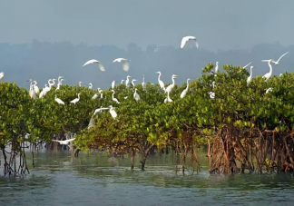 蚂蚁森林哪个地方率先出台了我国首部专门保护红树林资源的地方条例 神奇海洋11月24日答案