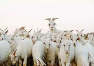 做一件羊绒大衣要薅多少只小山羊 为什么羊绒大衣这么贵