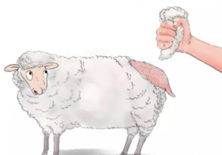 做一件羊绒大衣需要多少只小山羊 羊绒大衣有什么优点