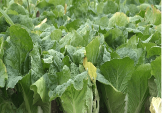 万吨蔬菜滞销客户来不了供应链断裂 蔬菜滞销是什么原因