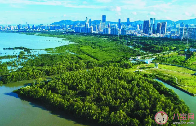 蚂蚁森林红树林湿地生态系统一般包括红树林滩涂和什么 神奇海洋12月5日答案