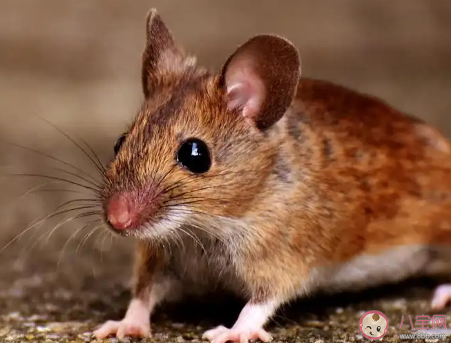 被老鼠咬了该怎么办 家中应该怎样除鼠