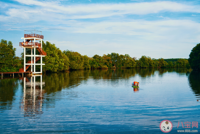 红树林被称为潮汐林因为它的生长 神奇海洋12月9日答案