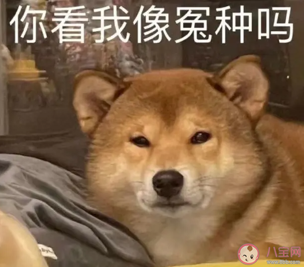 2022年十大网络流行语发布 具体是哪十大网络语