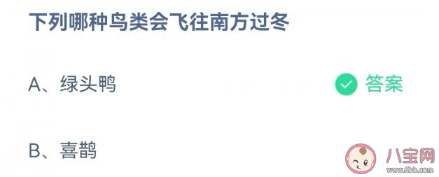 绿头鸭喜鹊哪种鸟类会飞往南方过冬 蚂蚁庄园12月11日答案解析