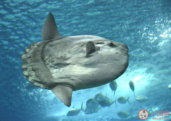 蚂蚁森林翻车鱼为什么叫翻车鱼 神奇海洋12月12日答案 蚂蚁森林翻车鱼为什么叫翻车鱼 神奇海洋12月12日答案