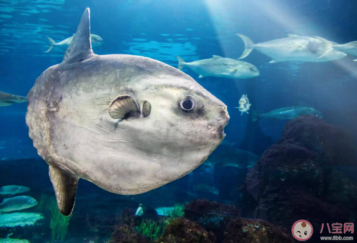 蚂蚁森林翻车鱼为什么叫翻车鱼 神奇海洋12月12日答案 蚂蚁森林翻车鱼为什么叫翻车鱼 神奇海洋12月12日答案