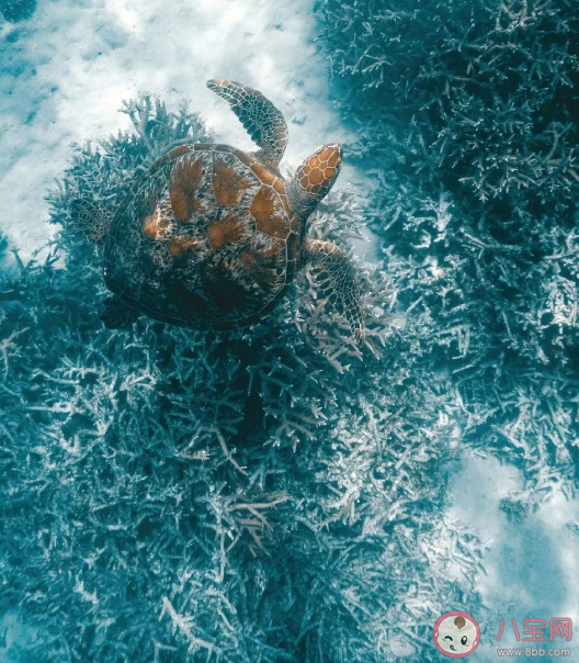 谁是珊瑚虫共生的小伙伴 蚂蚁森林神奇海洋12月13日答案 谁是珊瑚虫共生的小伙伴 蚂蚁森林神奇海洋12月13日答案