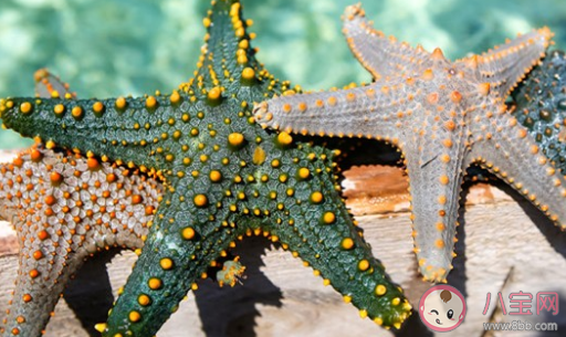 海星都是五角星吗 神奇海洋12月14日答案 海星都是五角星吗 神奇海洋12月14日答案