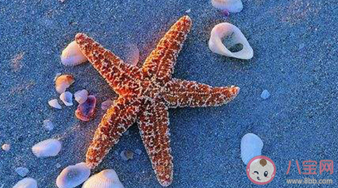 海星都是五角星吗 神奇海洋12月14日答案 海星都是五角星吗 神奇海洋12月14日答案
