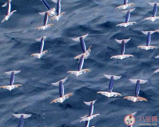 太平洋褶鱿鱼会飞它的飞行姿态是怎样的 蚂蚁森林神奇海洋12月16日答案 太平洋褶鱿鱼会飞它的飞行姿态是怎样的 蚂蚁森林神奇海洋12月16日答案