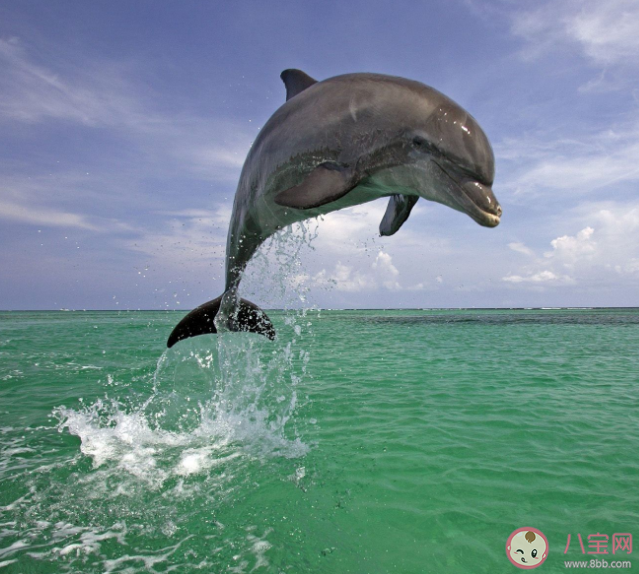 海豚通常从哪里获得身体所需的水 蚂蚁森林神奇海洋12月17日答案 海豚通常从哪里获得身体所需的水 蚂蚁森林神奇海洋12月17日答案