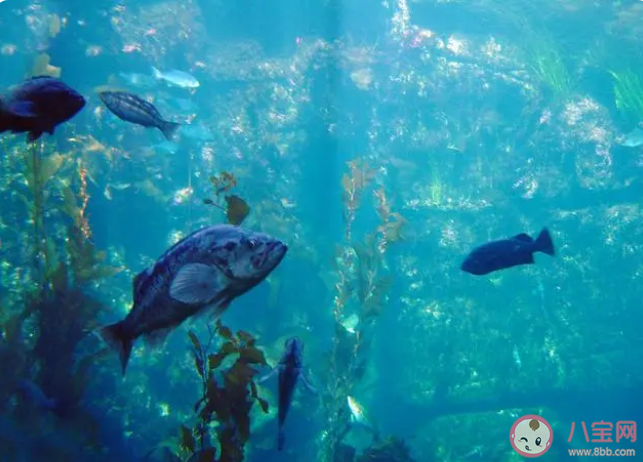 世界最大独立圆柱体水族馆爆裂是怎么回事 损失到底有多大