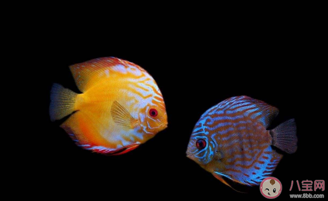 看鳞片看尾巴哪种办法有助于判断鱼的年龄 蚂蚁森林神奇海洋12月20日答案 看鳞片看尾巴哪种办法有助于判断鱼的年龄 蚂蚁森林神奇海洋12月20日答案