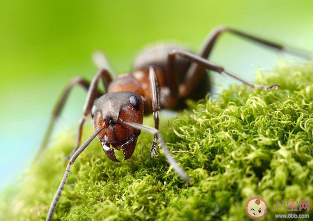 59个外来入侵物种上了黑名单 外来物种入侵的途径是什么 59个外来入侵物种上了黑名单 外来物种入侵的途径是什么