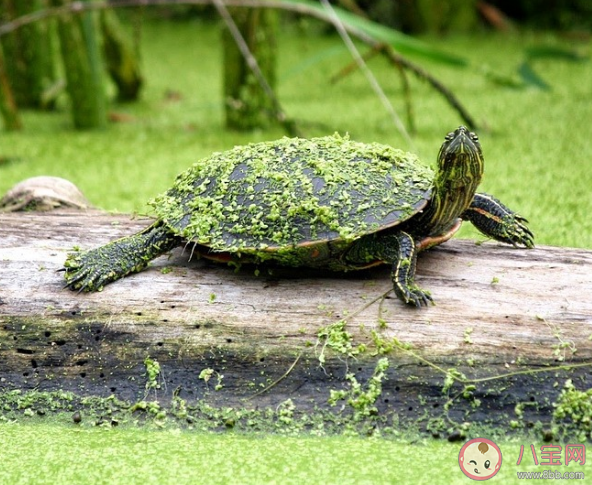 59个外来入侵物种上了黑名单 外来物种入侵的途径是什么 59个外来入侵物种上了黑名单 外来物种入侵的途径是什么