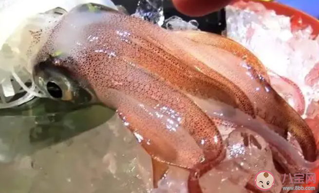 鱿鱼有会飞的吗 神奇海洋12月22日答案