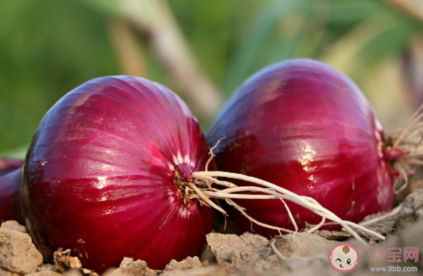 女子一家三口发烧用洋葱退热成功是怎么回事 洋葱能退热吗