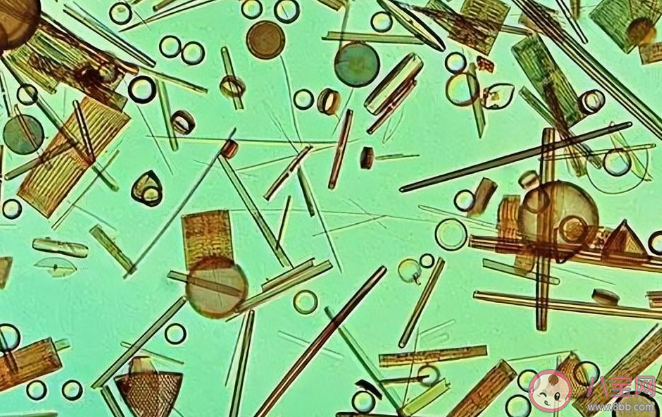 以下哪种生物被称为海洋草原 蚂蚁森林神奇海洋1月3日答案