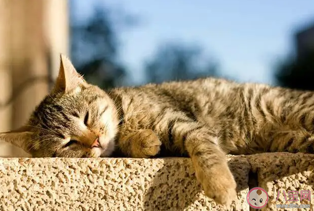 阳光正好晒太阳的心情说说 晒太阳暖洋洋的感受句子