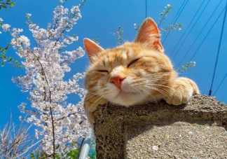 阳光正好晒太阳的心情说说 晒太阳暖洋洋的感受句子