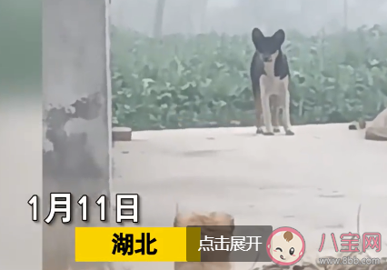 小狗被抱养一个月狗妈妈突然出现 狗妈妈会一直记得自己的小狗吗 小狗被抱养一个月狗妈妈突然出现 狗妈妈会一直记得自己的小狗吗