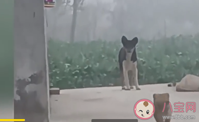 小狗被抱养一个月狗妈妈突然出现 狗妈妈会一直记得自己的小狗吗 小狗被抱养一个月狗妈妈突然出现 狗妈妈会一直记得自己的小狗吗