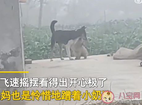 小狗被抱养一个月狗妈妈突然出现 狗妈妈会一直记得自己的小狗吗 小狗被抱养一个月狗妈妈突然出现 狗妈妈会一直记得自己的小狗吗