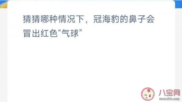 猜猜哪种情况下冠海豹的鼻子会冒出红色气球 神奇海洋1月29日答案