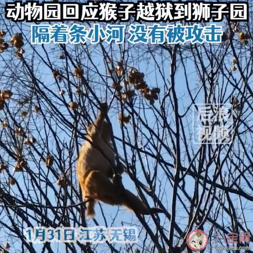 动物园猴子打架输了逃到狮子园是怎么回事 猴子之间为什么会打架