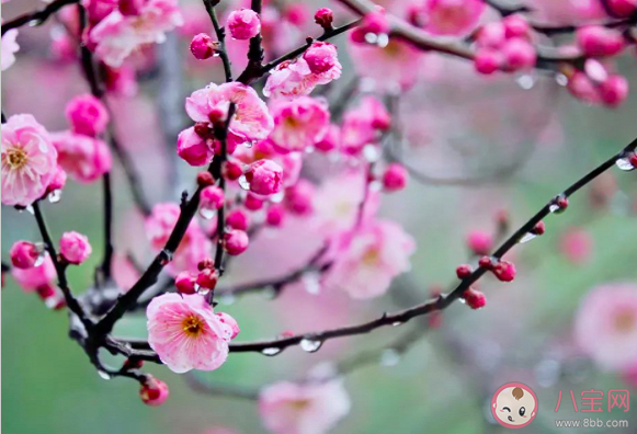 2023年倒春寒会持续多少天 倒春寒期间如何养生 2023年倒春寒会持续多少天 倒春寒期间如何养生