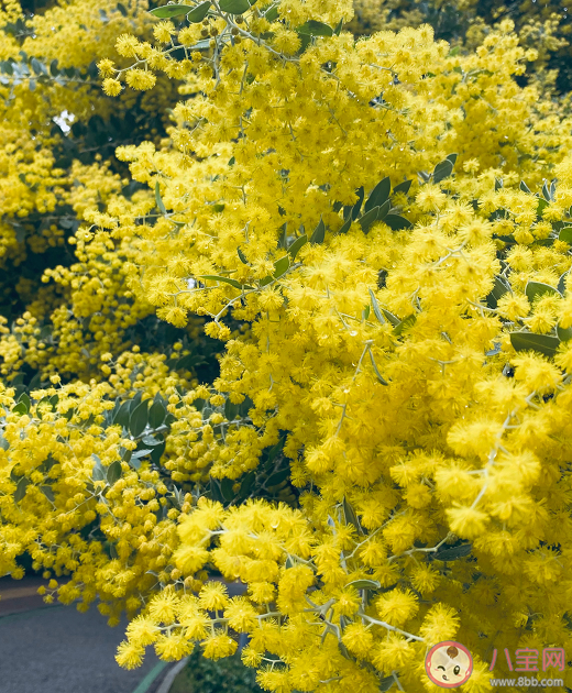 2023年倒春寒会持续多少天 倒春寒期间如何养生 2023年倒春寒会持续多少天 倒春寒期间如何养生