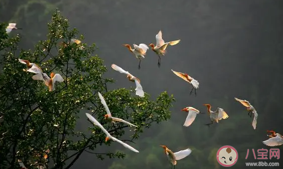 成都现飞鸟撞树现象网友疑灾害前兆 飞鸟撞树是什么原因