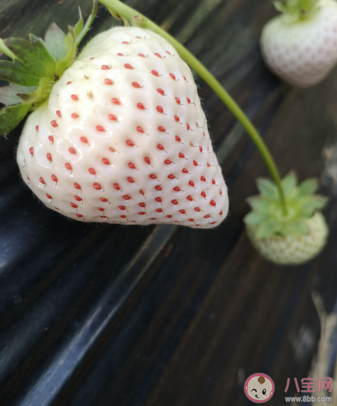 不同草莓品种特点介绍 什么样的草莓才是好草莓