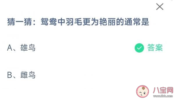 鸳鸯中羽毛更为艳丽的通常是什么 蚂蚁庄园2月16日答案