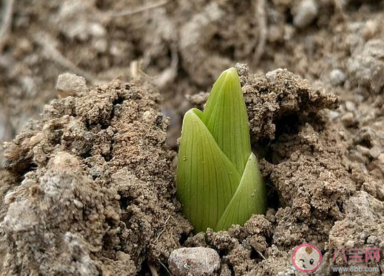 以下哪种现象会在雨水节气出现 蚂蚁庄园2月19日答案介绍