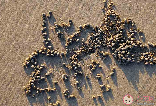 螃蟹为什么把沙子滚成球 神奇海洋2月20日答案