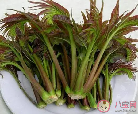 哪种春季时令食物有树上蔬菜之称 蚂蚁庄园2月22日答案